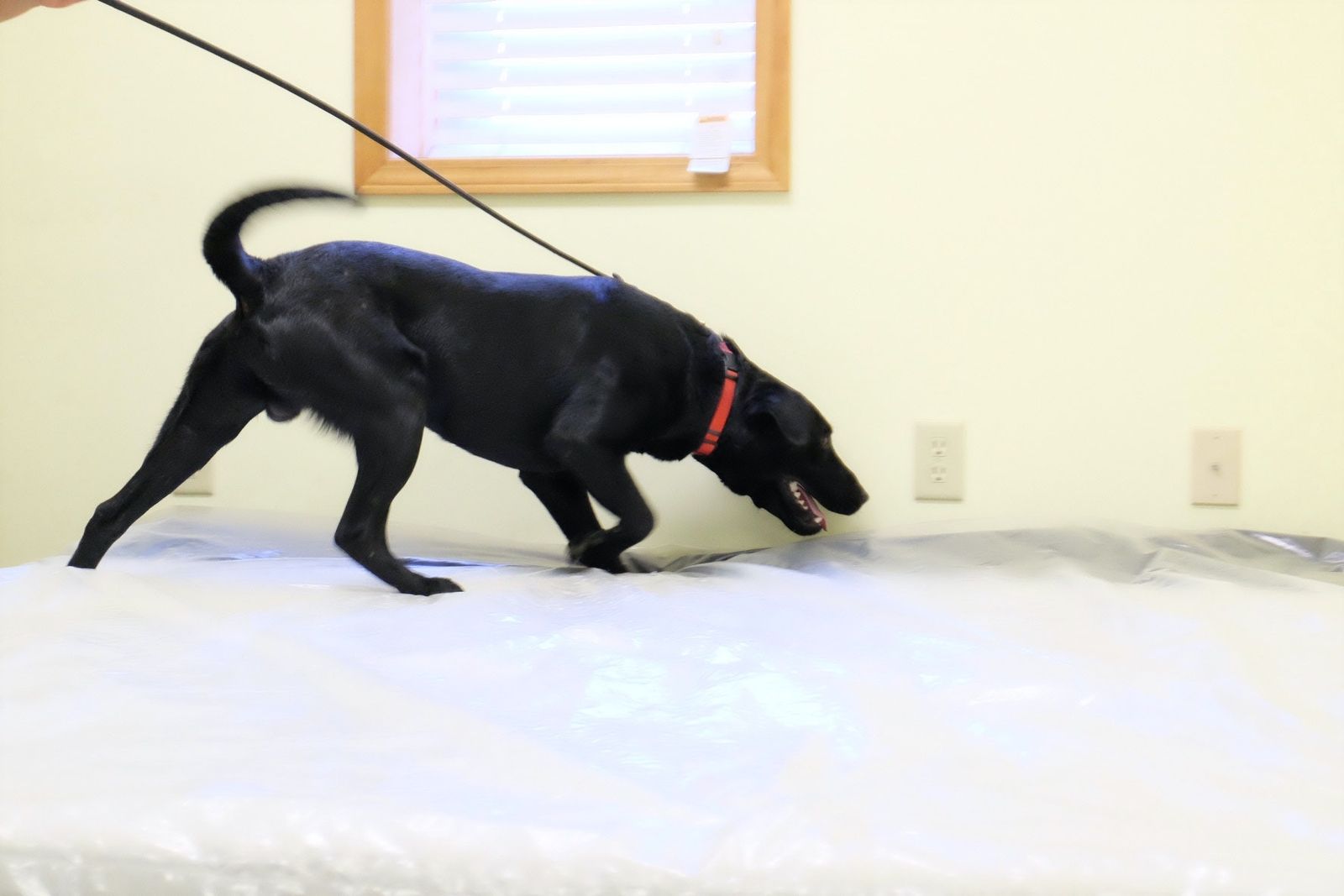 Pest Control Exterminator Termite Treatment Black Diamond Pest